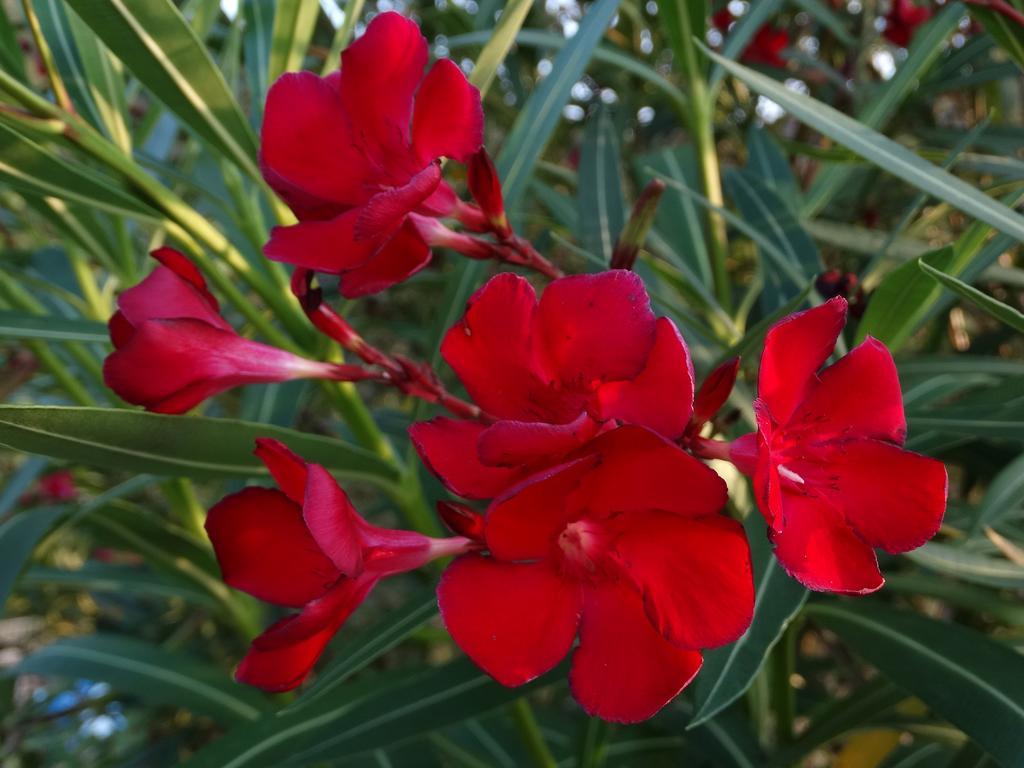 ורנאצה Affittacamere Graziella מראה חיצוני תמונה